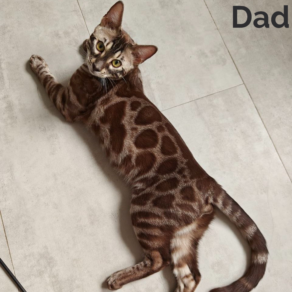 Thumbnail: Bengal