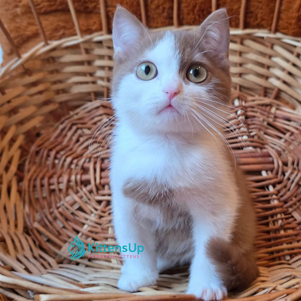 British shorthair