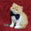 Thumbnail: 386 Frederick (U) Persian longhair male kitten