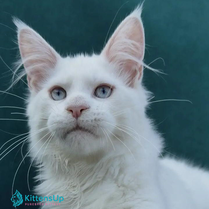 Maine Coon