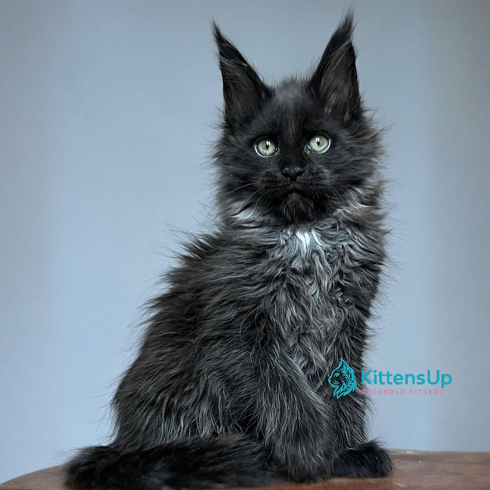 Maine Coon