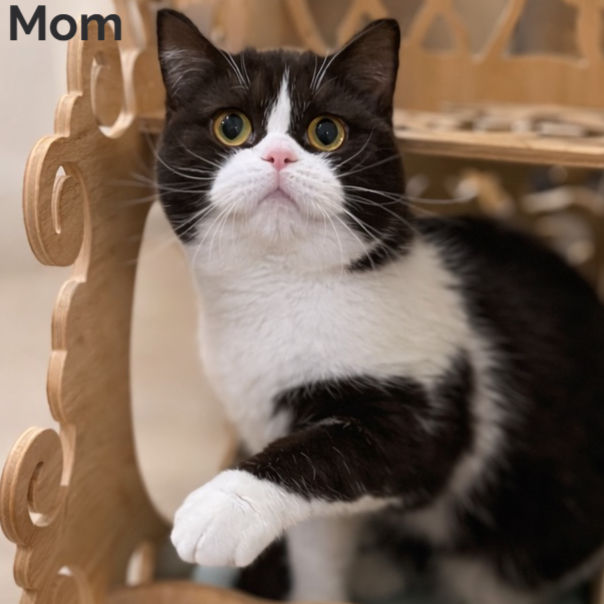 Thumbnail: 753 Semi (U) British shorthair kitten male kitten