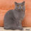 Thumbnail: 884 Orion (U) British shorthair male kitten