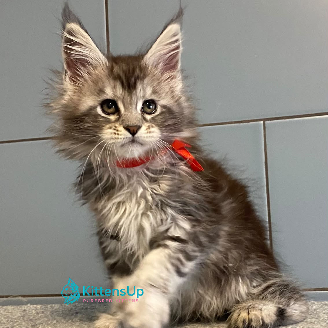 Maine Coon