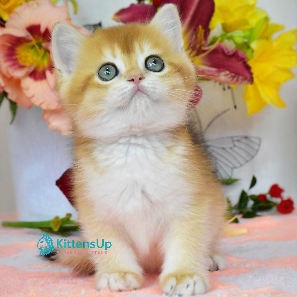 British shorthair