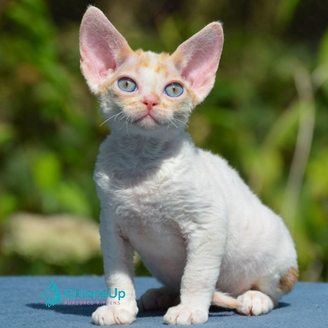 Devon Rex