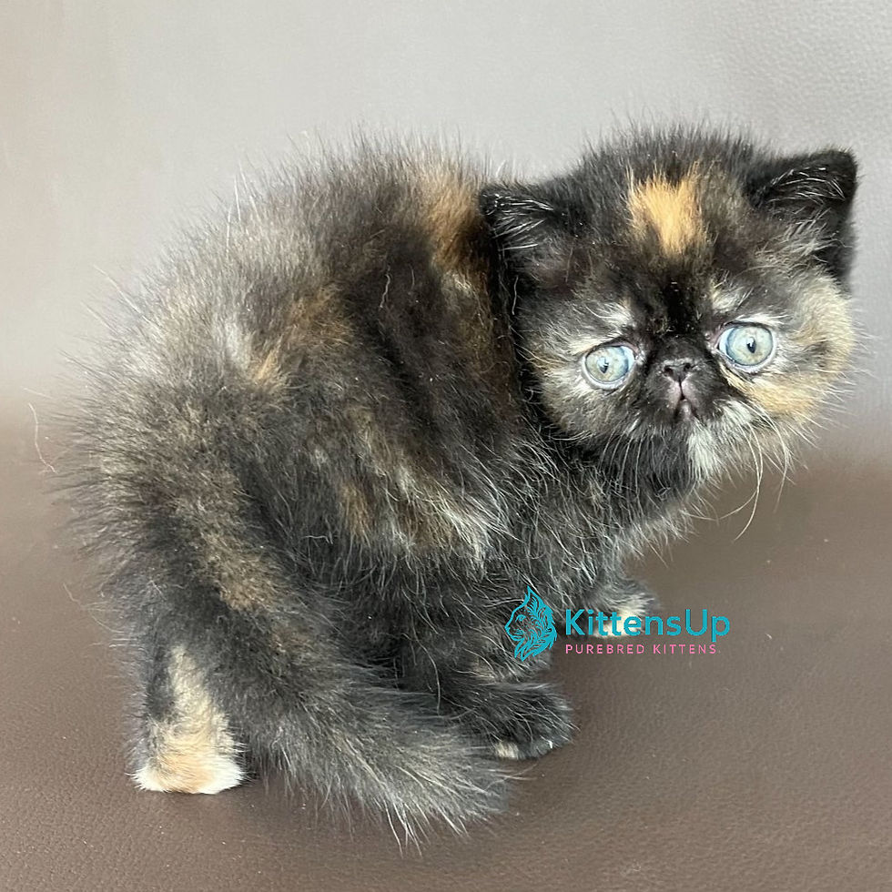 Exotic Shorthair