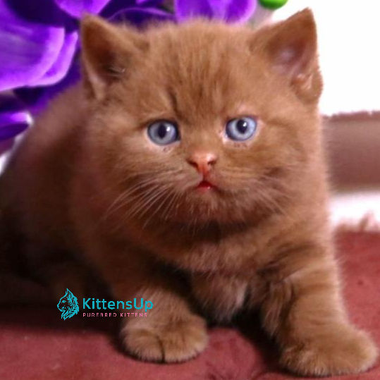 British shorthair