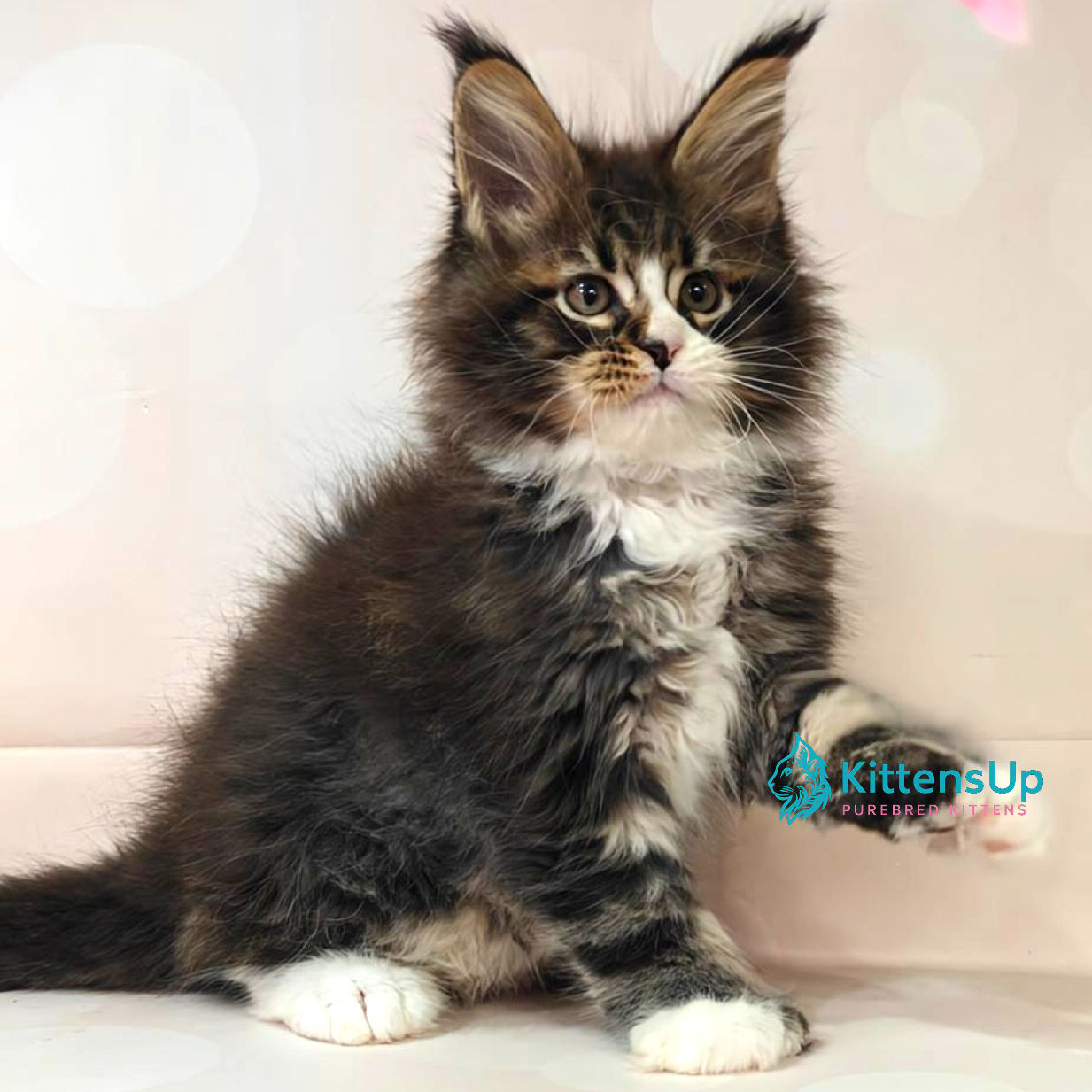 Maine Coon