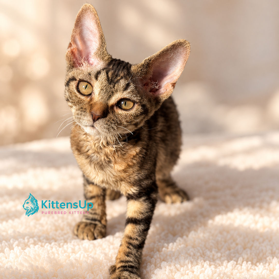 532 Carina (U) Devon Rex female kitten