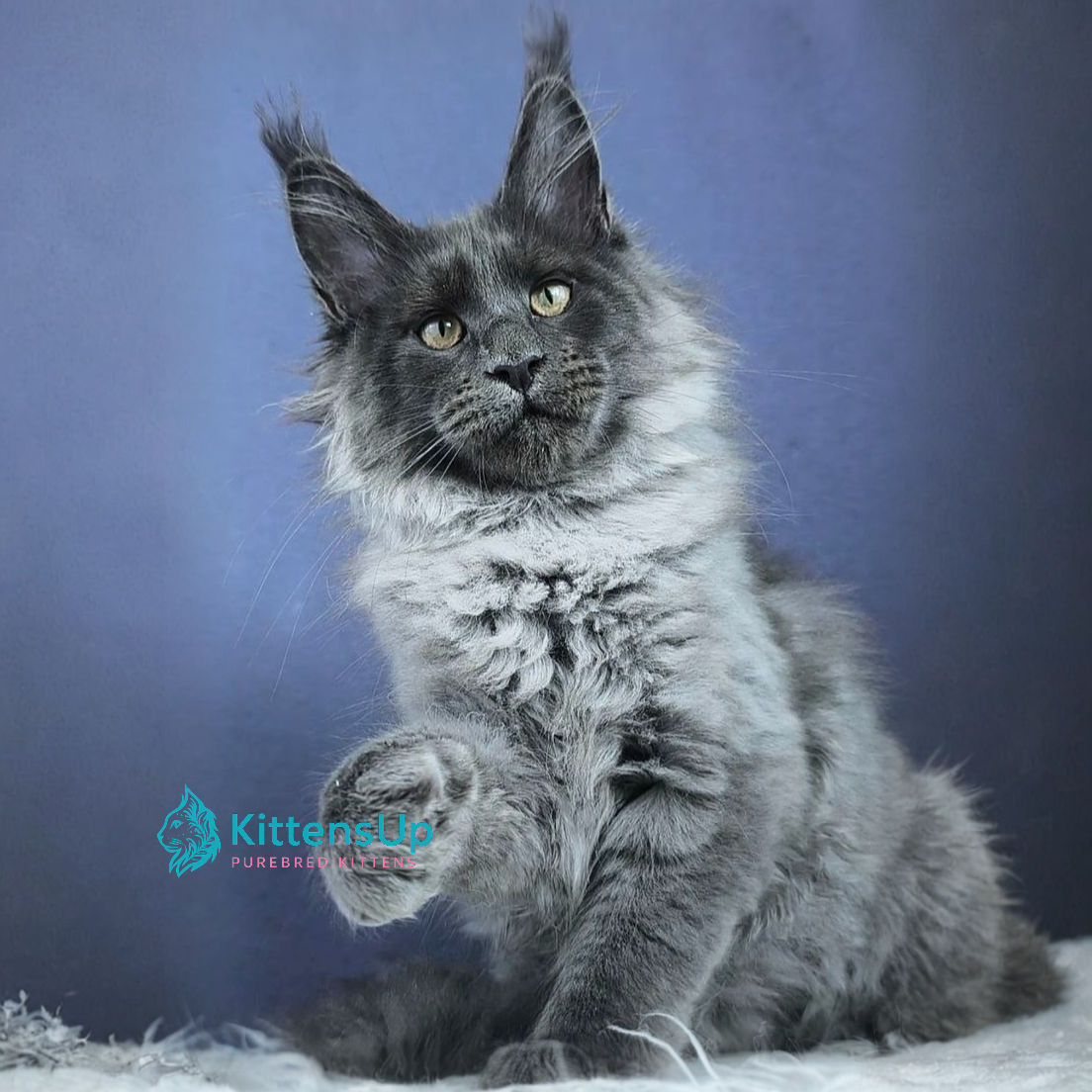 Maine Coon