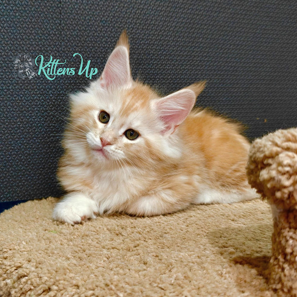 Thumbnail: Maine Coon