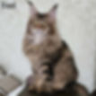 Thumbnail: Maine Coon