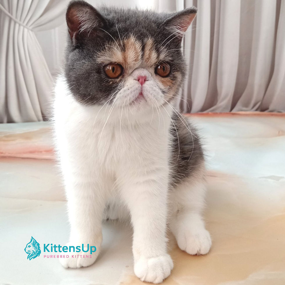 Exotic shorthair