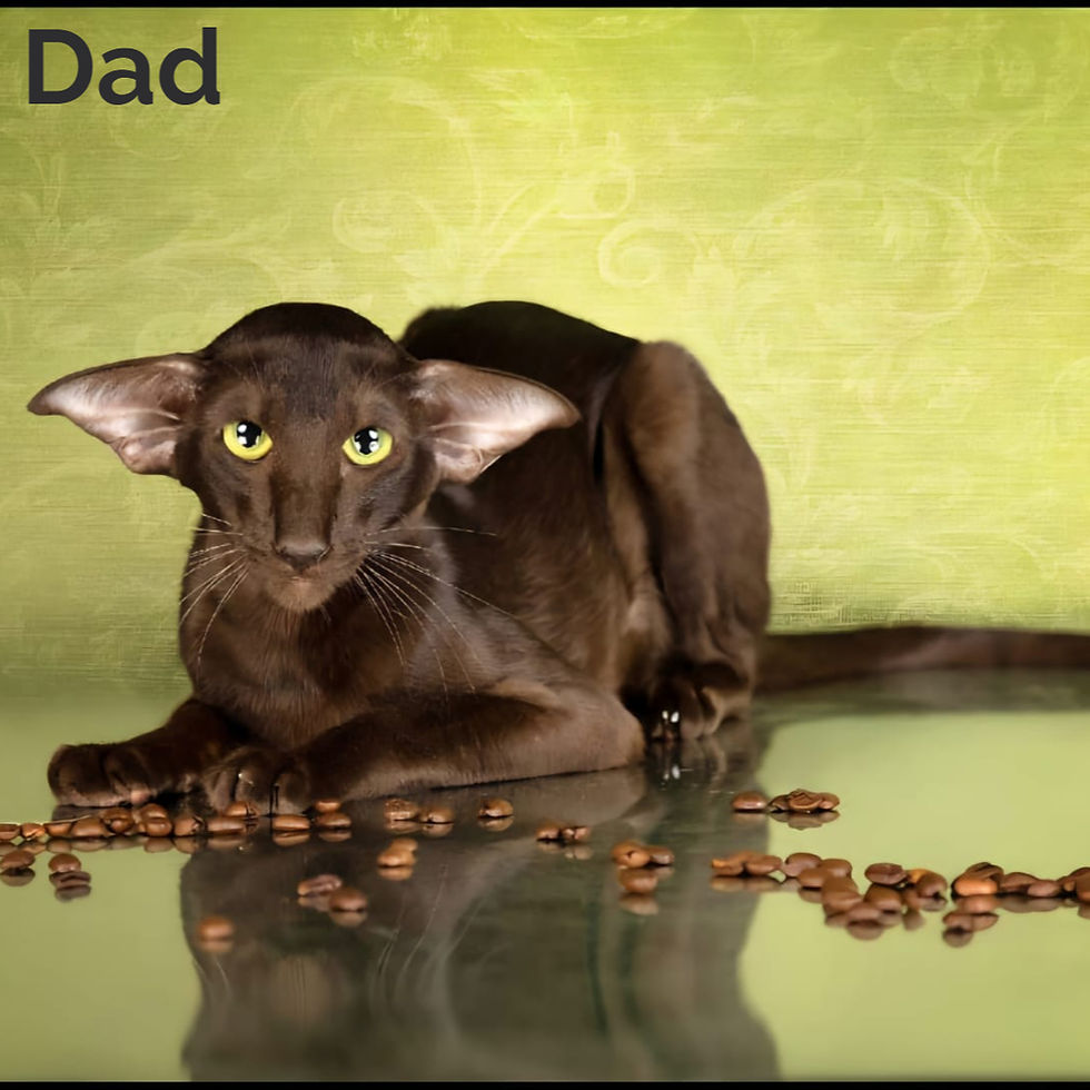 Thumbnail: 350 Viking (R) Oriental male kitten