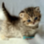 Thumbnail: Munchkin