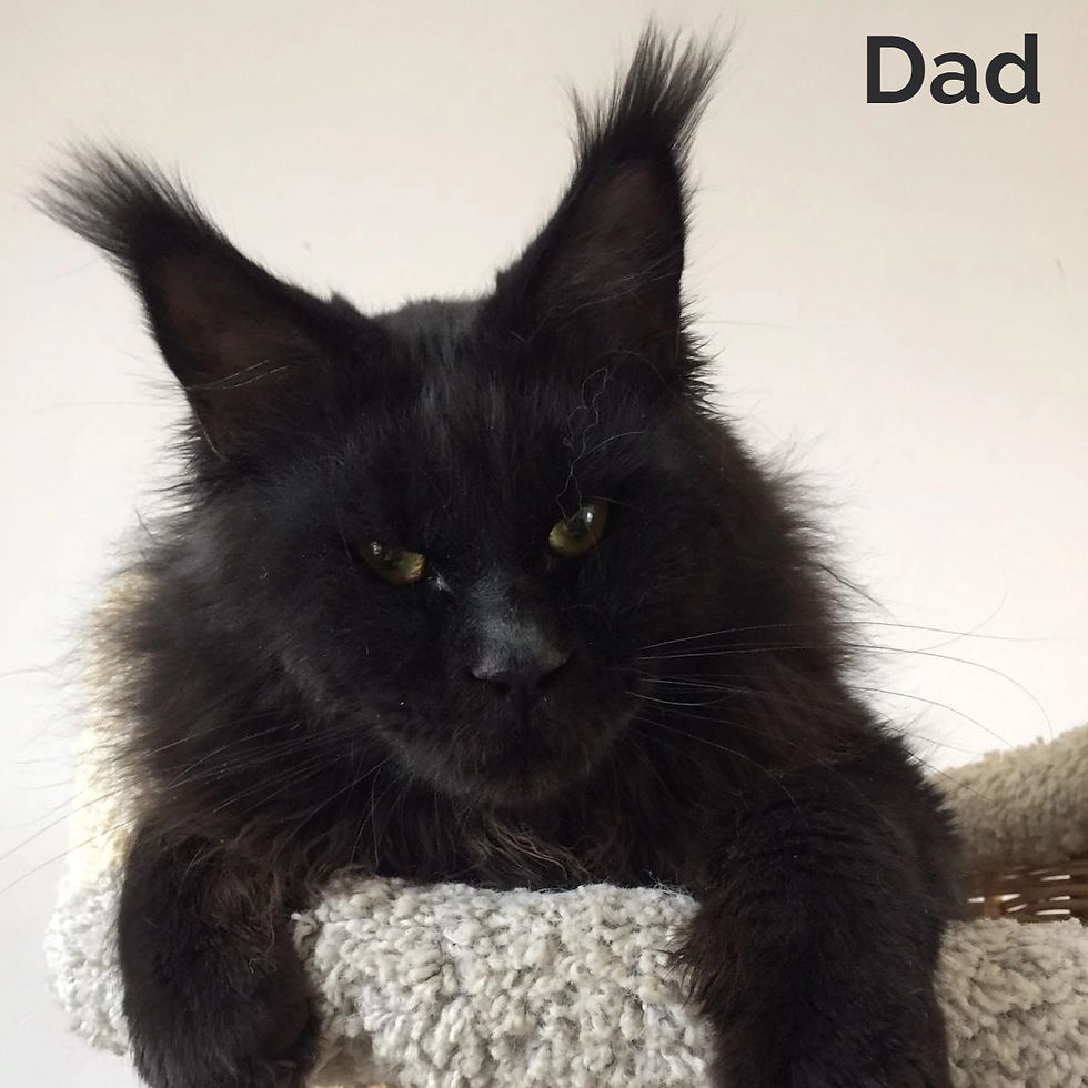 Thumbnail: Maine Coon