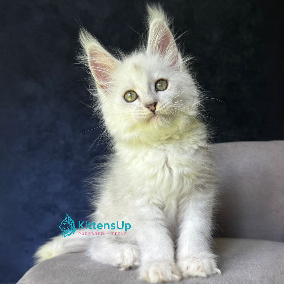 Maine Coon