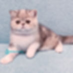 Exotic shorthair