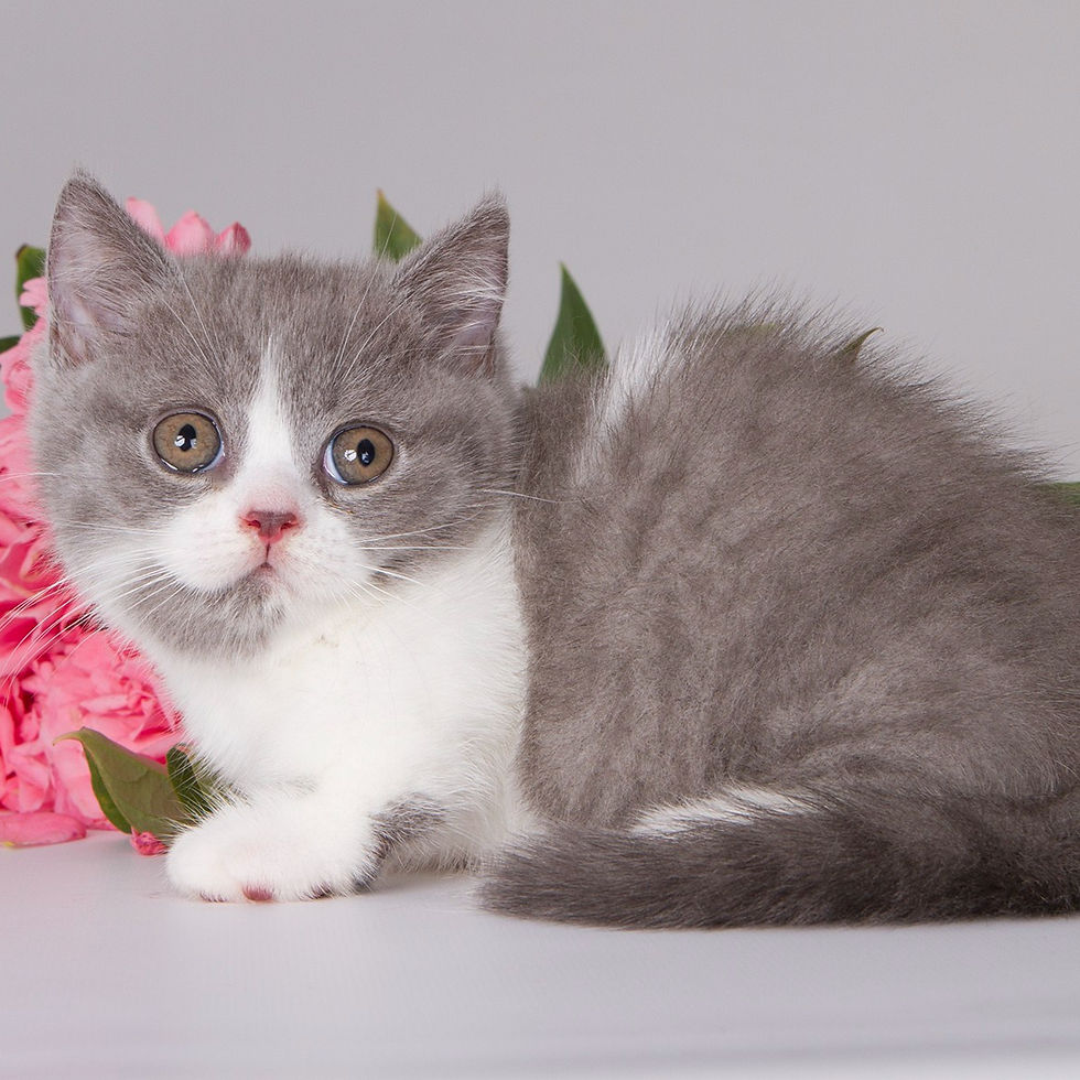 Thumbnail: 308 Darina (U) Munchkin shorthair female kitten