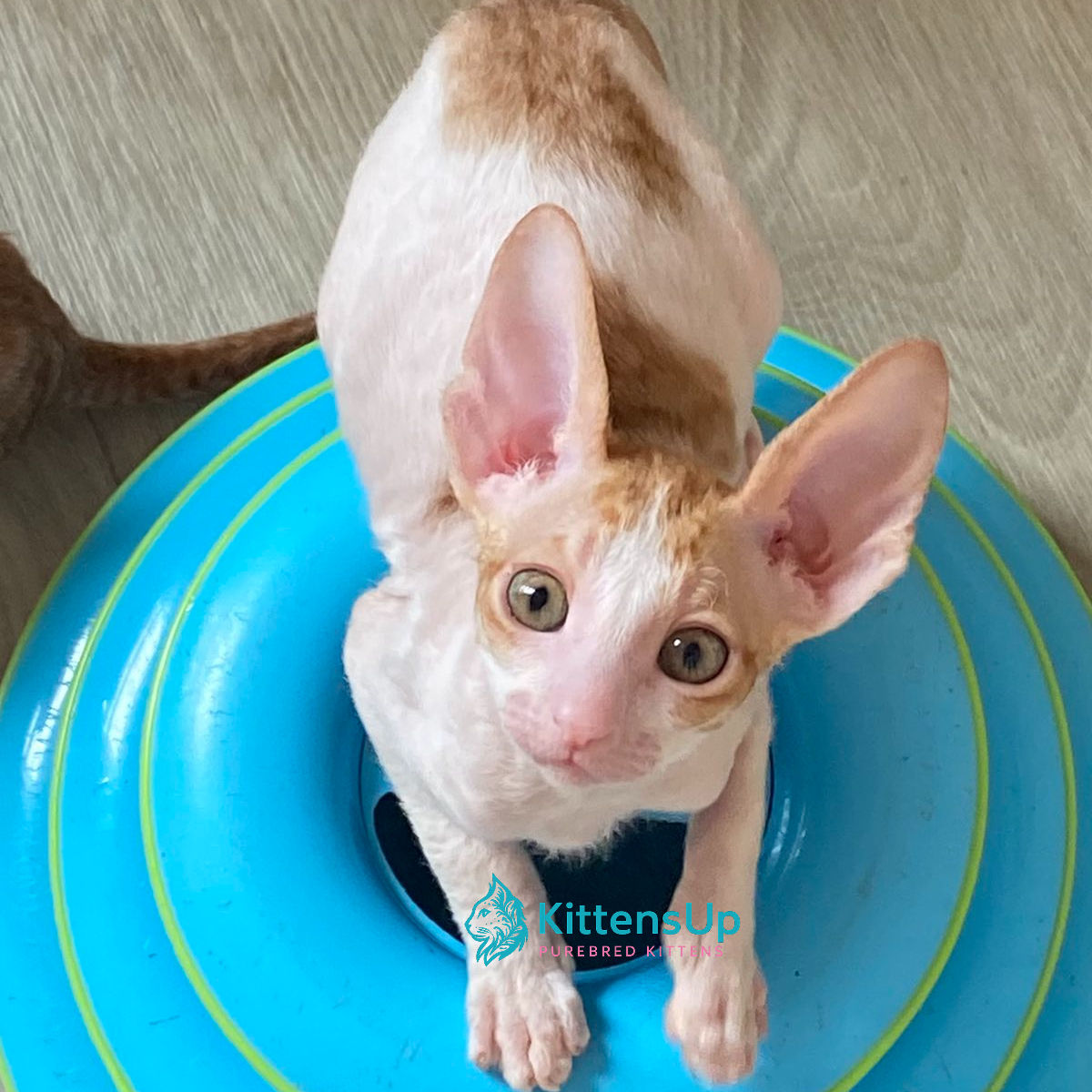 Cornish Rex