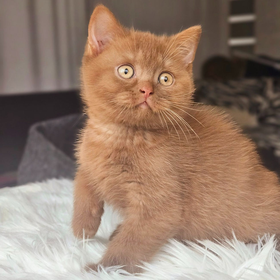 Thumbnail: 963 Edik (U) British shorthair male kitten