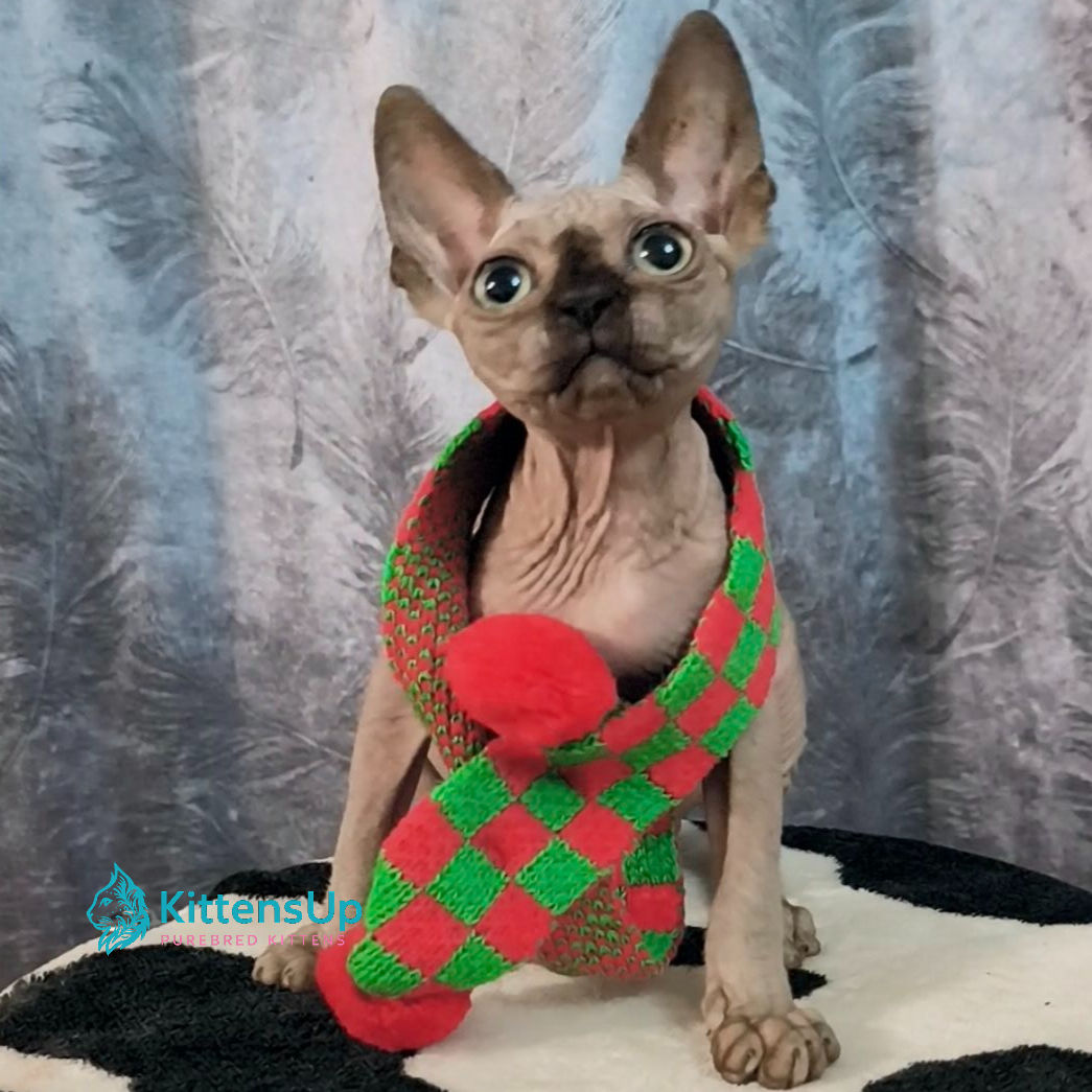 Sphynx