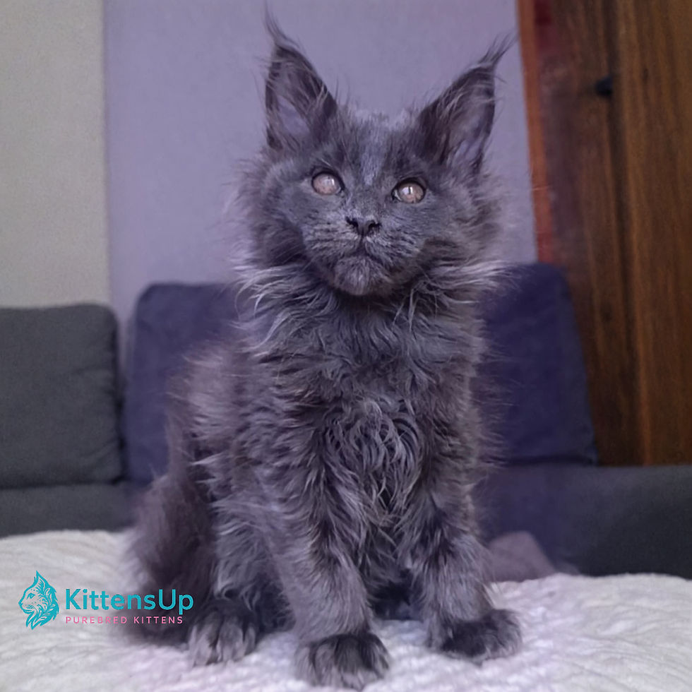 Maine Coon