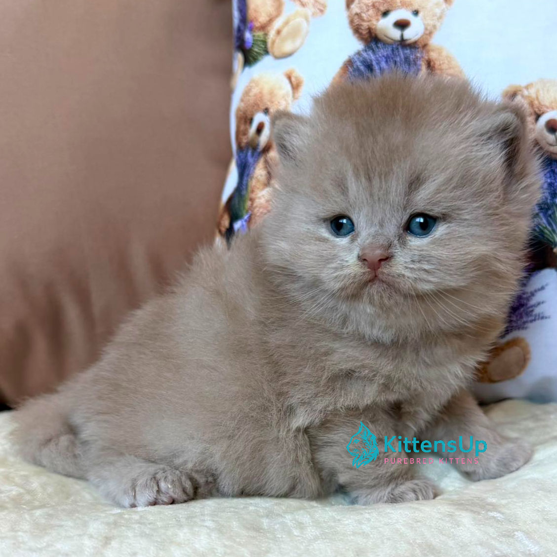 358 Fabian (U) British longhair male kitten