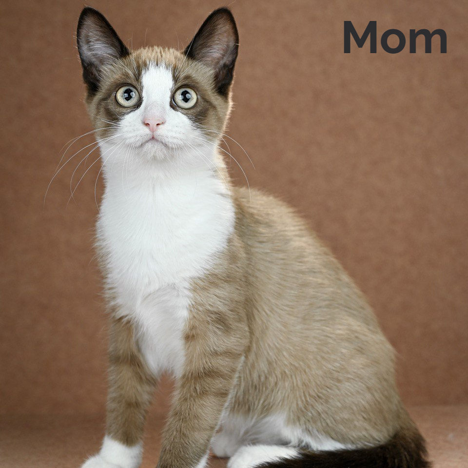 Thumbnail: 171 Frantic (U) Munchkin male kitten