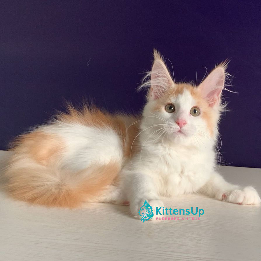 Thumbnail: Maine Coon