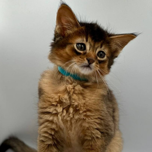 167 Thomas (U) Somali male kitten | Kittens Up