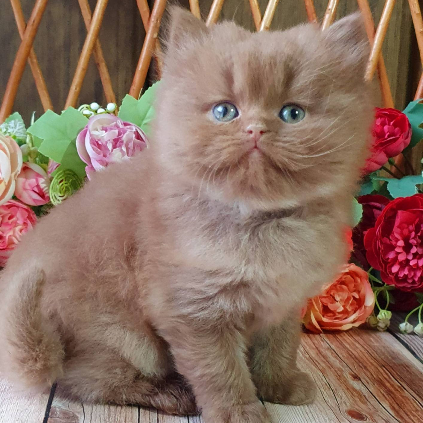 107 Usko (U) British longhair male kitten