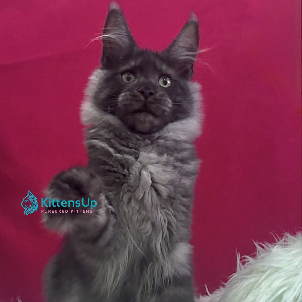Maine Coon