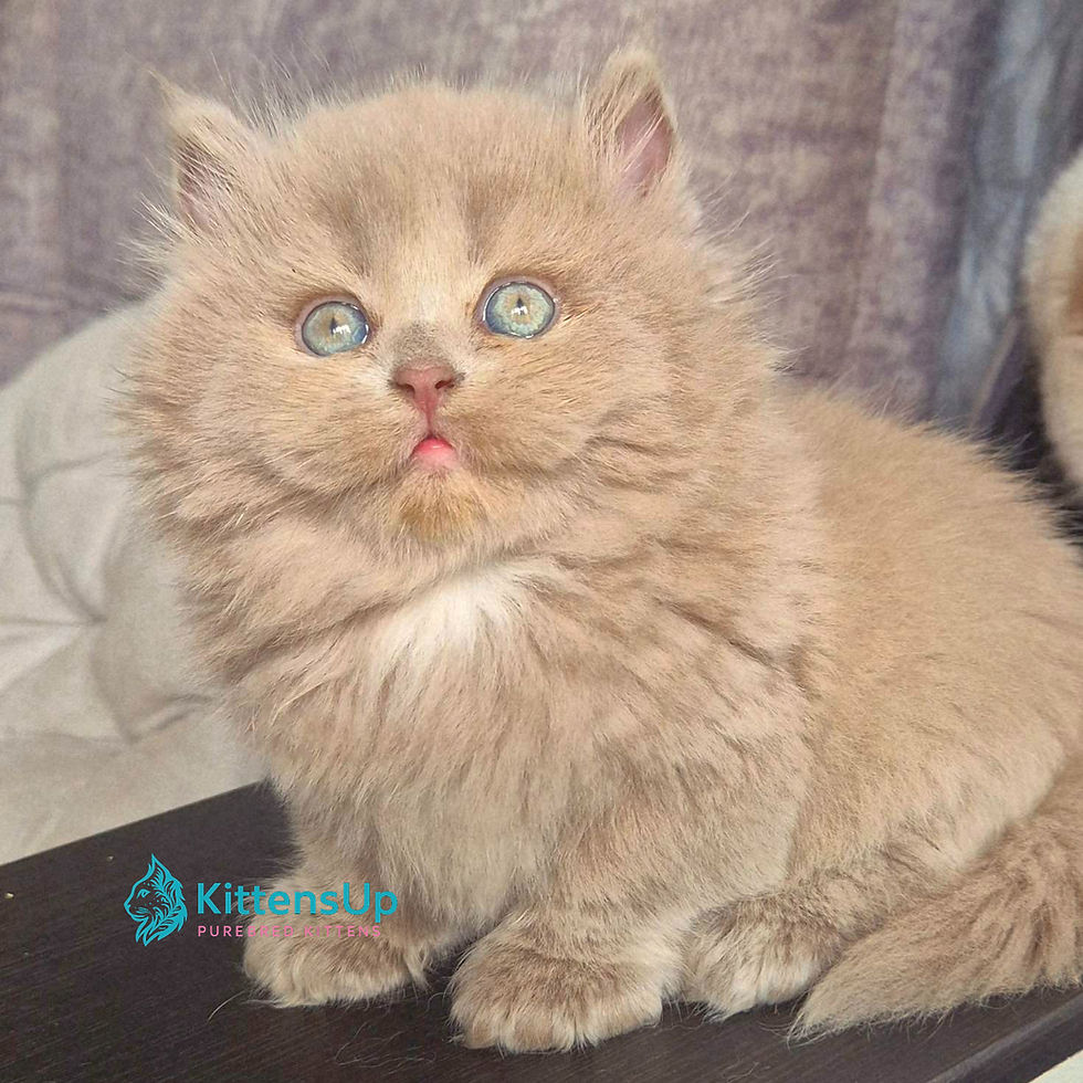 British longhair