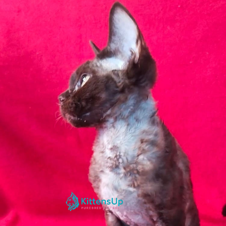 Thumbnail: Devon Rex