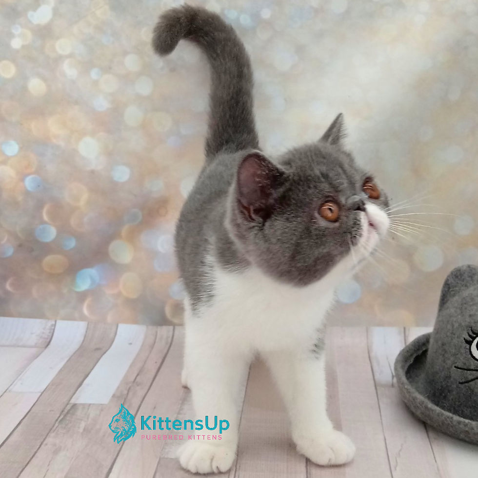 Exotic shorthair