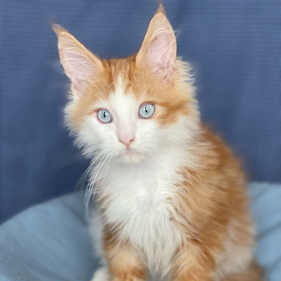 Thumbnail: 161 Magic Cat Polydactyl 6/6/4/4 (R) Maine Coon male kitten