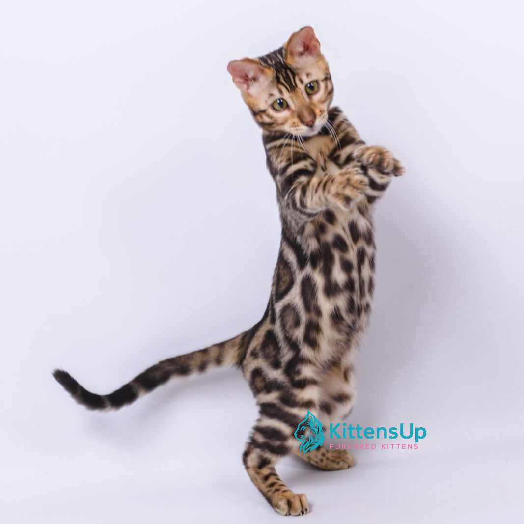 Bengal