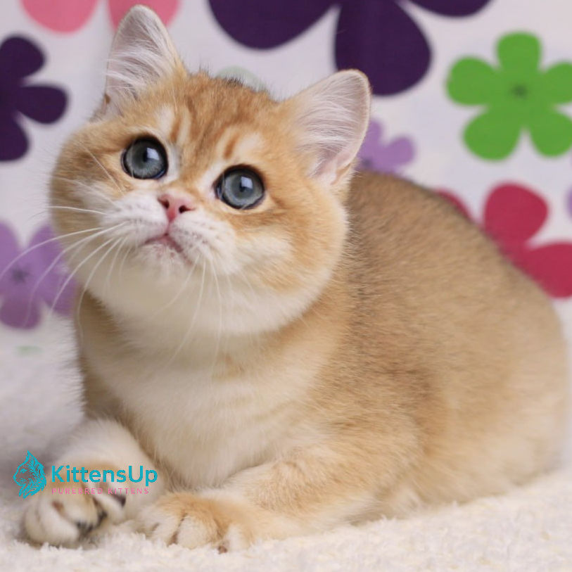 British shorthair