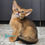Thumbnail: Abyssinian