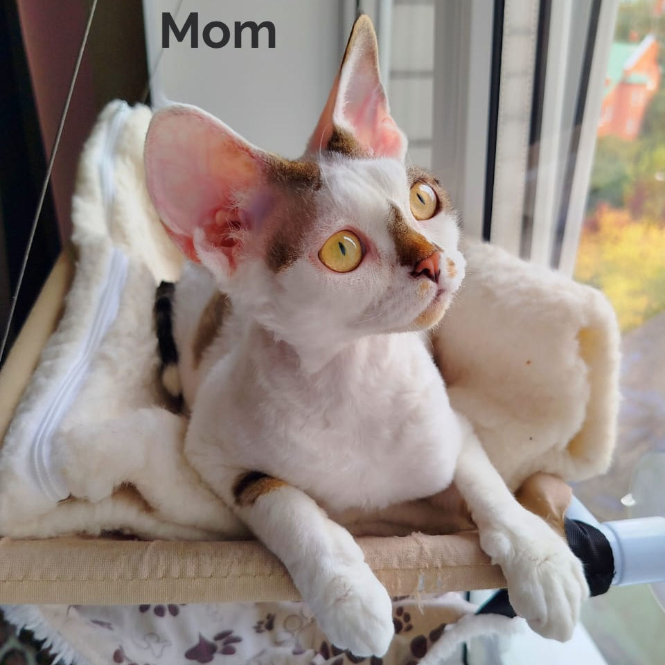 Thumbnail: Devon Rex