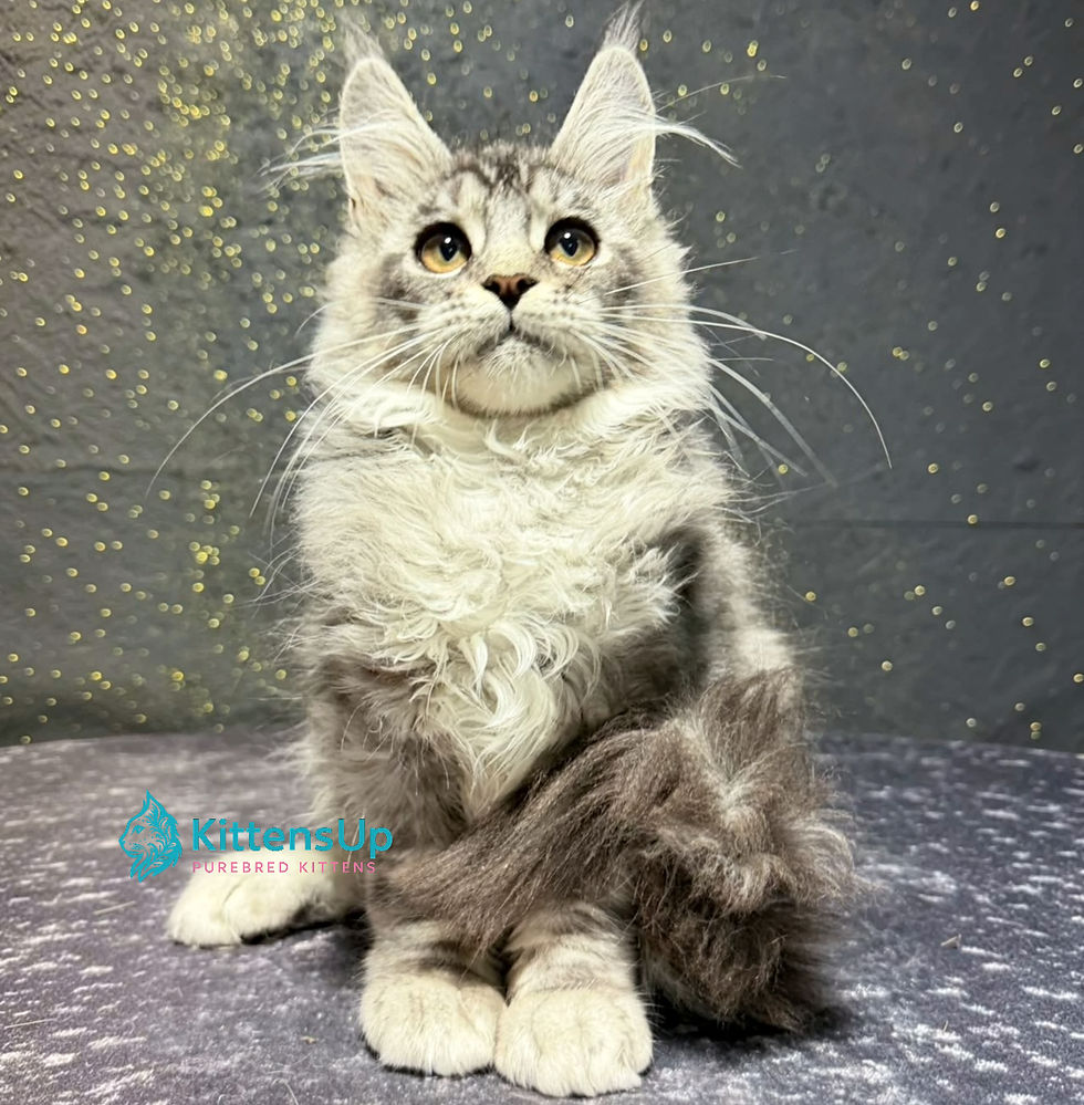Maine Coon