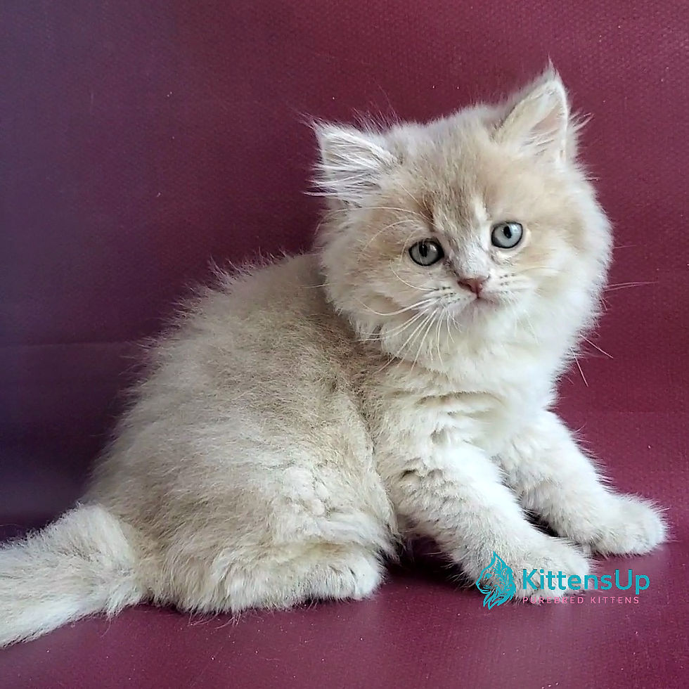 British longhair