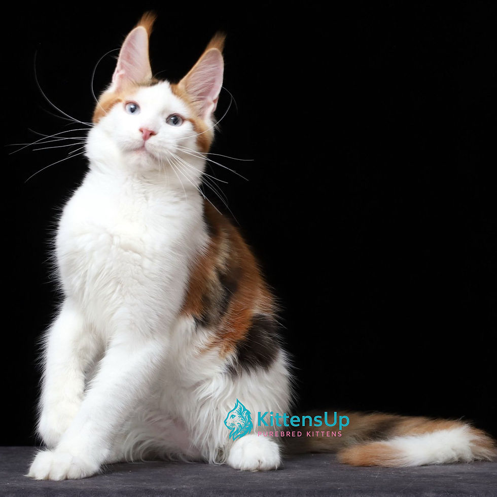 Maine Coon