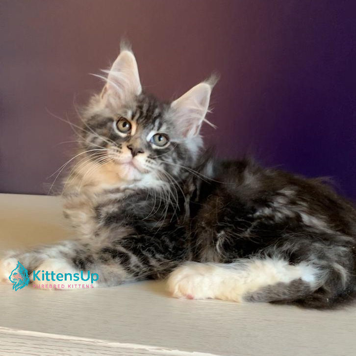 Thumbnail: Maine Coon