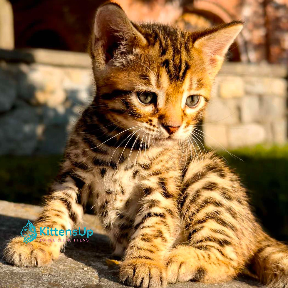 Thumbnail: 363 Dark (U) purebred Bengal male kitten