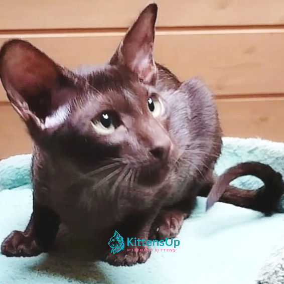 Thumbnail: 070 Amur (R) Oriental male kitten