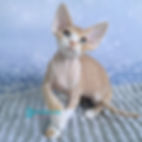 Devon Rex