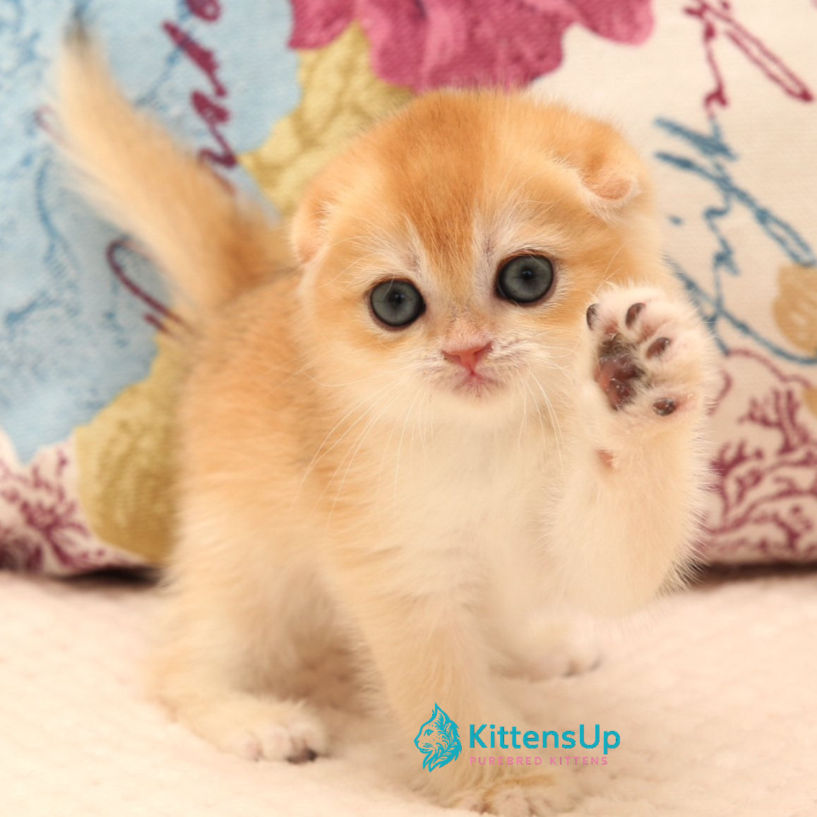 438 Yana (U) Scottish Fold shorthair female kitten
